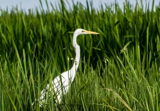 Grande aigrette orientale