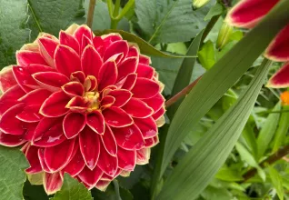 Dahlia dans les jardins de la maison de Claude Monet à Giverny