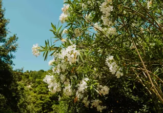 Camping 3 étoiles authentique et familial à Cagnes-sur-Mer sur la Côte d'Azur