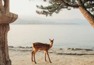 Splendeurs du Japon avec l'ATC Routes du Monde