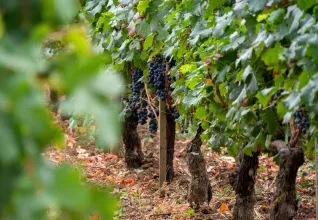 Réveillon dans le bordelais avec l'ATC Routes du Monde