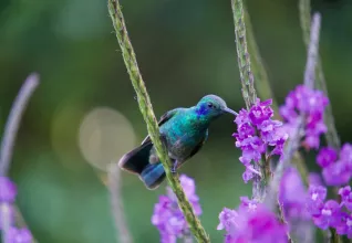 Costa Rica