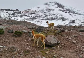 Equateur