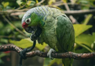 Costa Rica