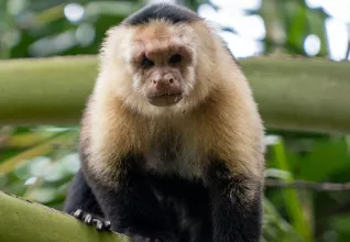 Costa Rica