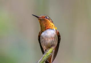 Costa Rica