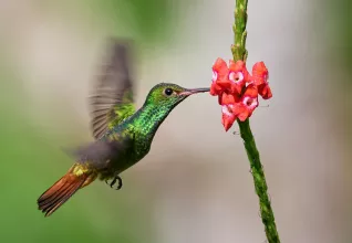 Costa Rica