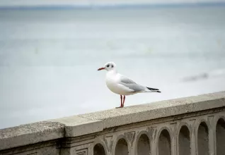 Randonnées autour de Cabourg avec l'ATC Amiens