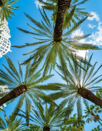 Palmiers sur Miami Beach