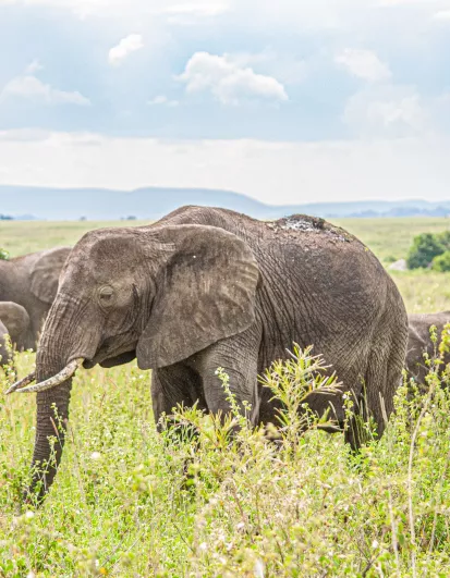 Éléphants dans un parc national en Tanzanie